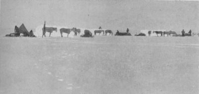 A photograph of a train of ponies next to a tent in the snow.