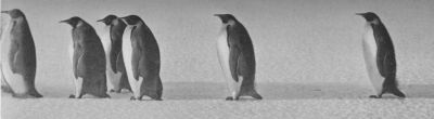 A photograph of several Emperor penguins in a line.