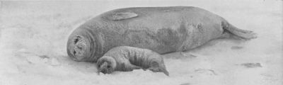 A Weddell seal and its pup lying in the snow.