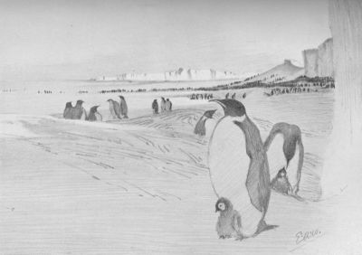 A drawing of a colony of Emperor penguins.