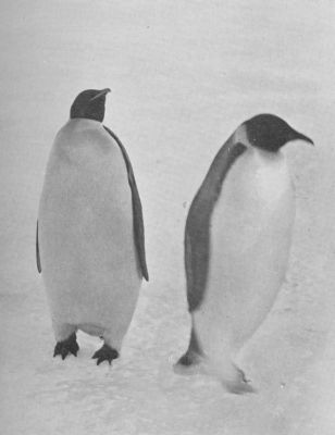 A photograph of two Emperor penguins side-by-side.