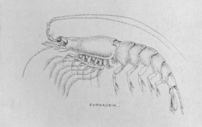 A drawing of a shrimp-like creature.