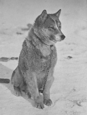 A photograph of a Husky dog on the snow.