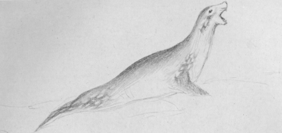 A drawing of a seal barking.