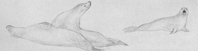 A drawing of three seals.