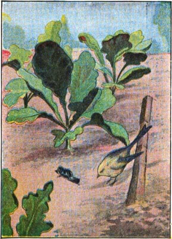 One of Peter’s shoes lies under a cabbage plant, watched by a yellow bird.