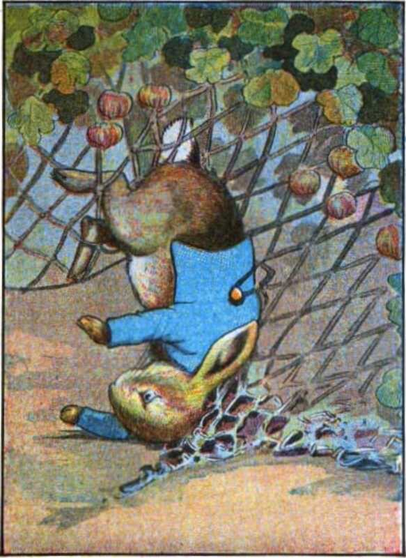 Peter tumbles over, with a button on his coat stuck in a net under a gooseberry bush.