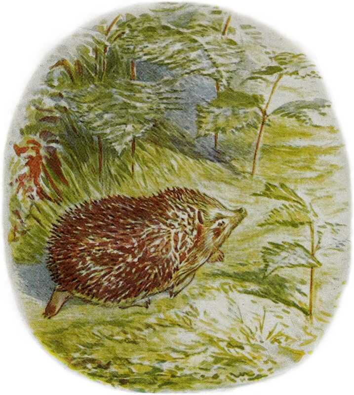 A large brown hedgehog runs between some ferns on all fours. She’s covered in spines.