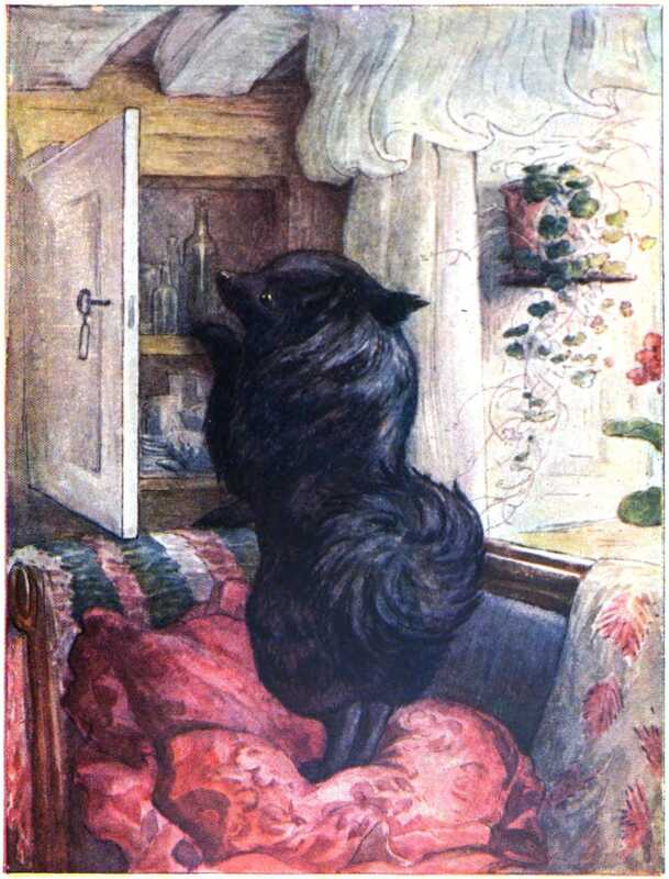 Duchess stands on a red cushioned armchair, next to a sunny window. She’s peering into a cupboard on the wall, that is full of bottles and cups.