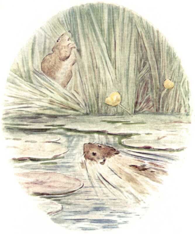 A water vole swims through the water between the lily-leaves. In the background, another stands among the reeds.