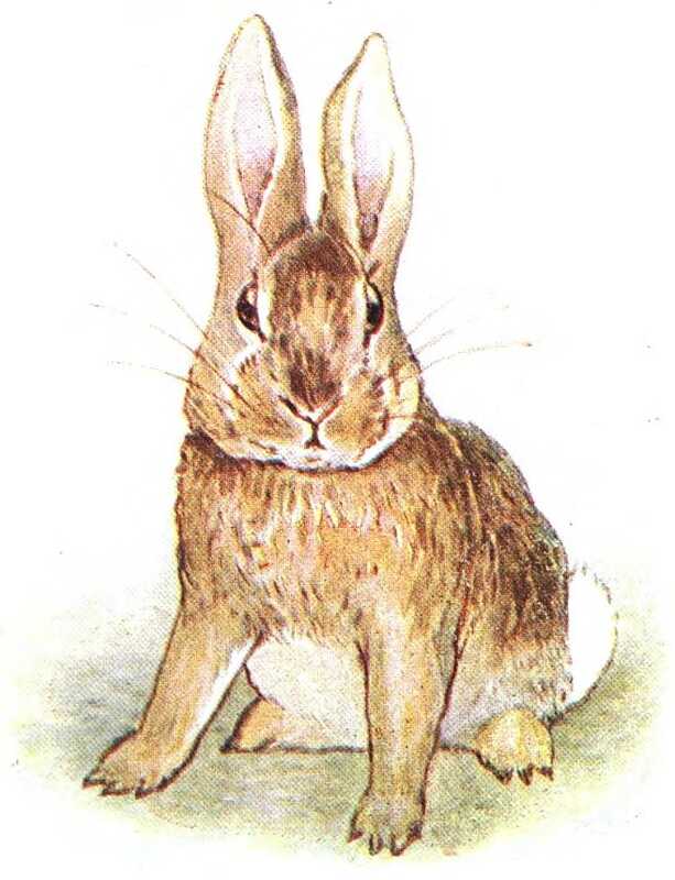 A rabbit sits on the grass, looking angry and purposeful. Its ears are standing up, and it has wrinkled its nose.