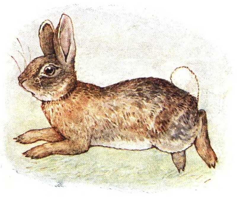 A rabbit runs from right to left. Its little white tail is sticking up, along with its whiskers.