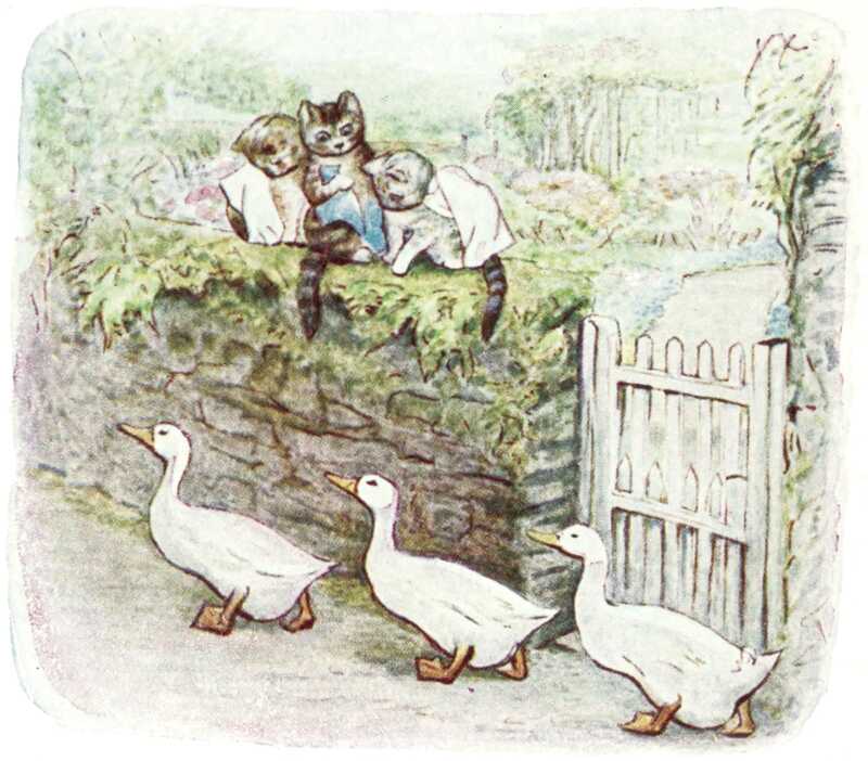 The three kittens look down from the top of the dry stone wall at the lane below, along which three large white ducks with yellow bills are walking in a line. Tom is trying to hold up his broken trousers with one paw.