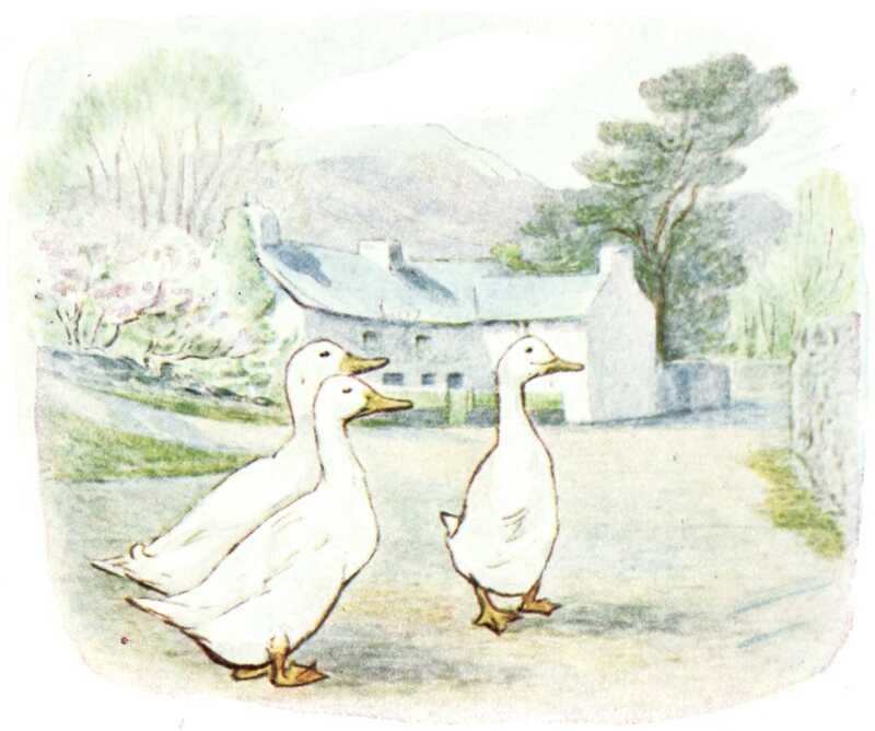 The three ducks stand in the lane, in front of the white farm house and the hills behind.