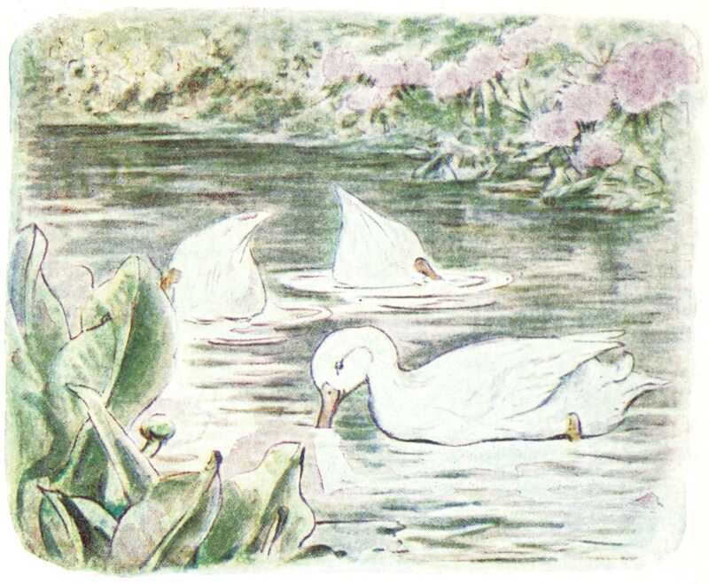Two of the three ducks are dabbling in the water, with their tails high in the air. The other floats in front, looking down into the water. They’re surrounded by water lilies and other flowers.