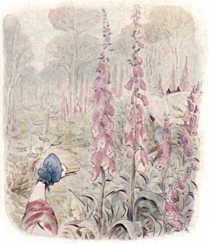 Jemima Puddle-duck stands next to a tall stand of pink foxgloves on a woodland path. Through the foxgloves we can see someone sitting and reading a newspaper. Their hands and feet are covered in reddish fur, and over the top of the newspaper we can see two furry pointy ears.