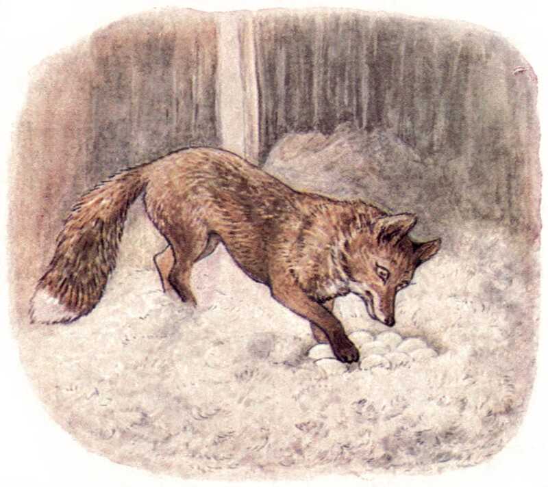 The fox, now not wearing his jacket and knickerbockers, paws at Jemima Puddle-duck’s eggs in their nest in his woodshed.