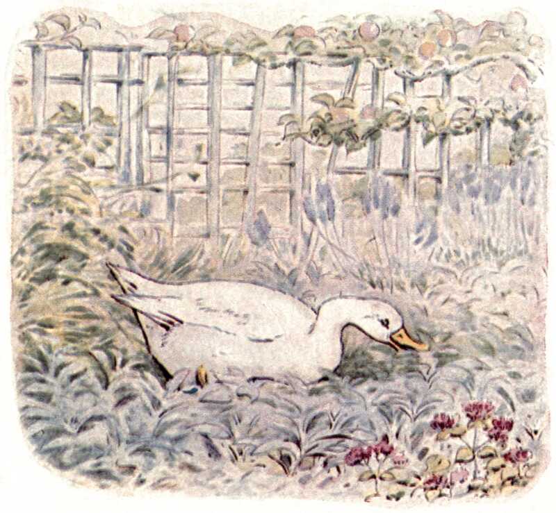 Jemima Puddle-duck sits in a farm-garden and pecks at the plants around her. Behind her are trellises with apple-trees growing along them.