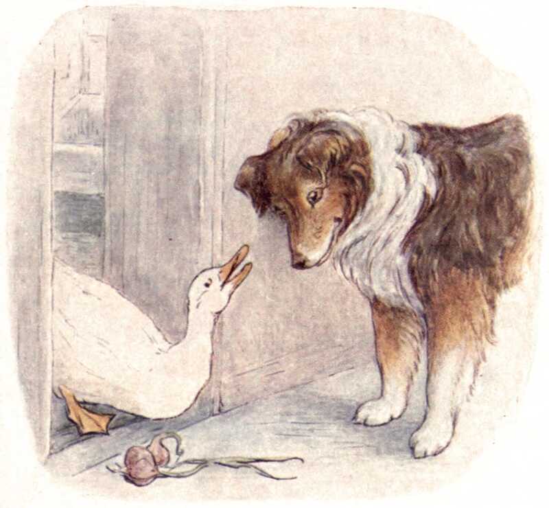 From the doorway of the kitchen Jemima Puddle-duck looks up at Kep, a brown collie with a white ruff and white feet. Kep is looking intently at two onions with long green stalks which are lying on the ground in front of Jemima.