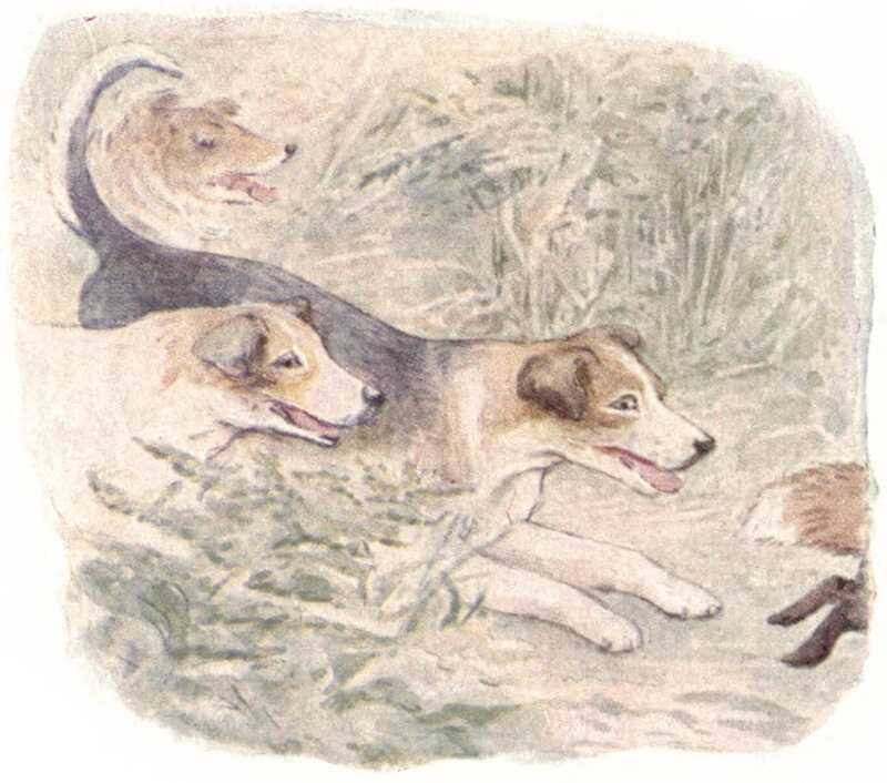 The dogs chase with open mouths through the undergrowth after the fox, whose tail and back legs we can just see to the right.