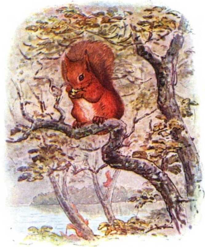 Nutkin sits on a tree branch, nibbling on a hazelnut.