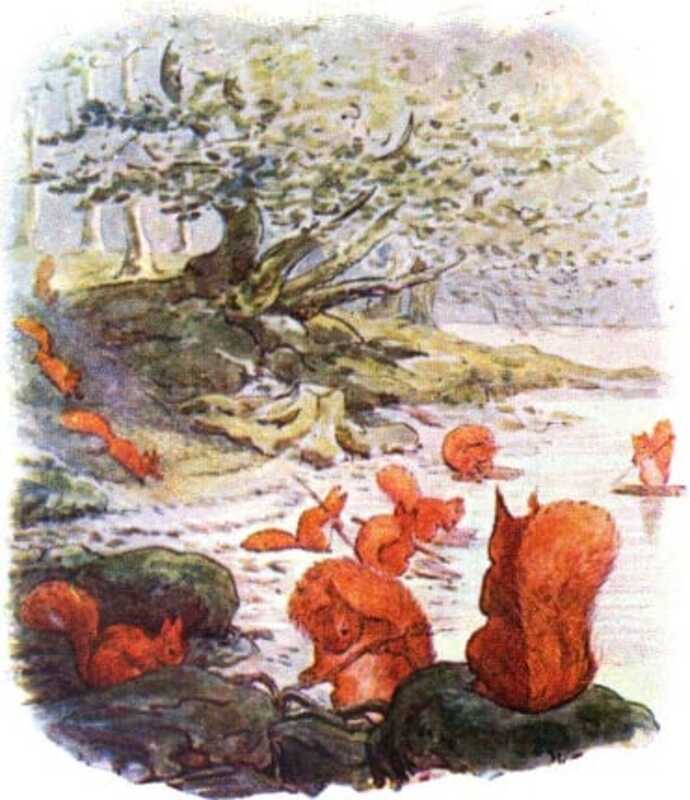 Many red squirrels run down to the edge of a lake. One is standing on a raft made of twigs on the water.