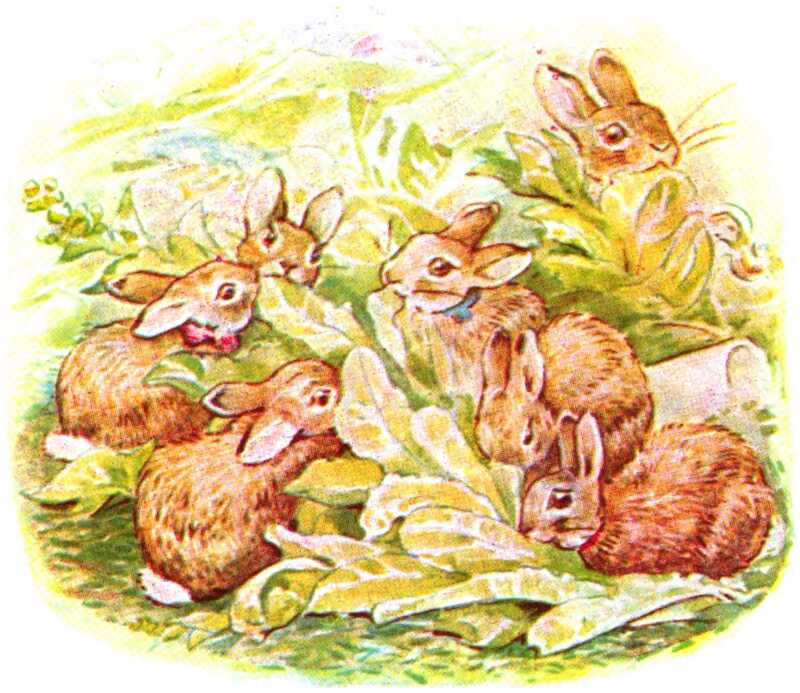 The Flopsy Bunnies cluster around a patch of yellowing lettuce and start munching.