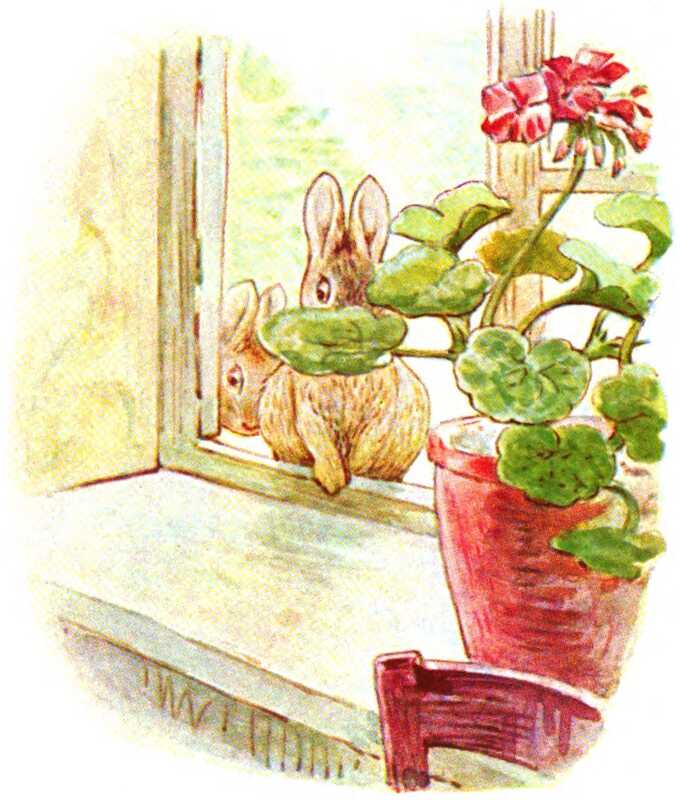 Two of the Flopsy Bunnies start to climb in through the open window. They’re slightly hidden behind a geranium with red flowers in a red flowerpot.