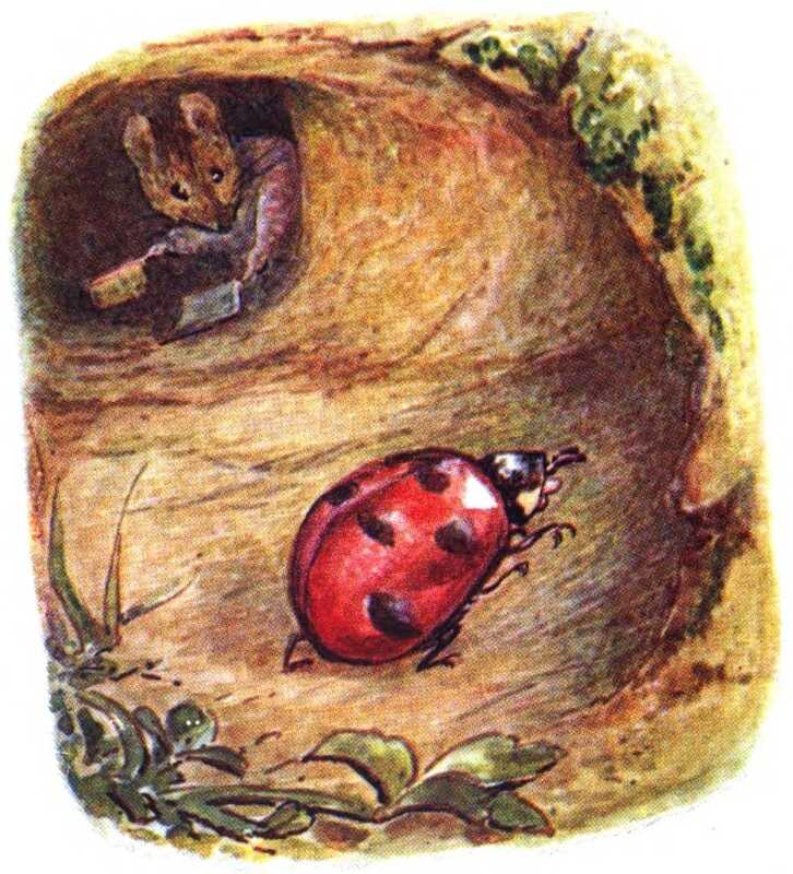 Mrs. Tittlemouse, sweeping the entrance to her burrow, warily eyes up a red ladybird with black spots that is near the end of the tunnel.