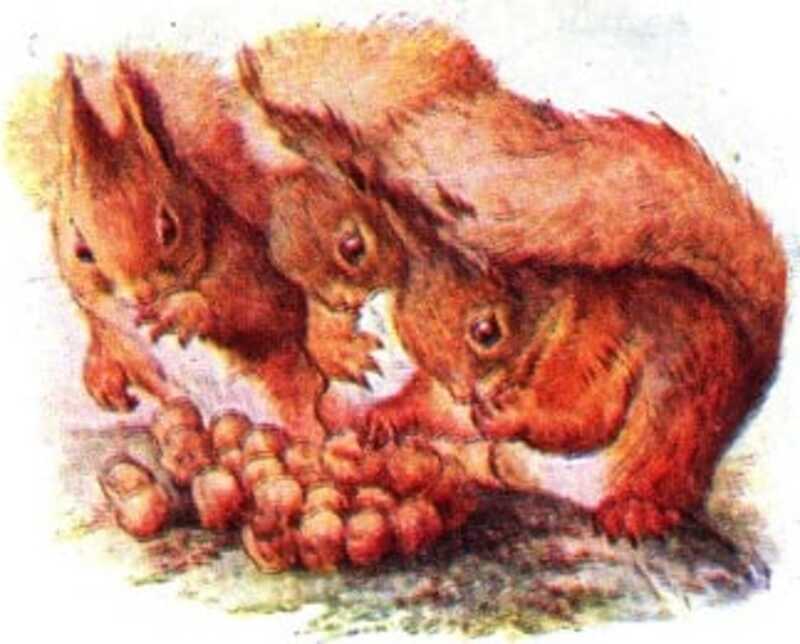 Three red squirrels inspect their collection of nuts.