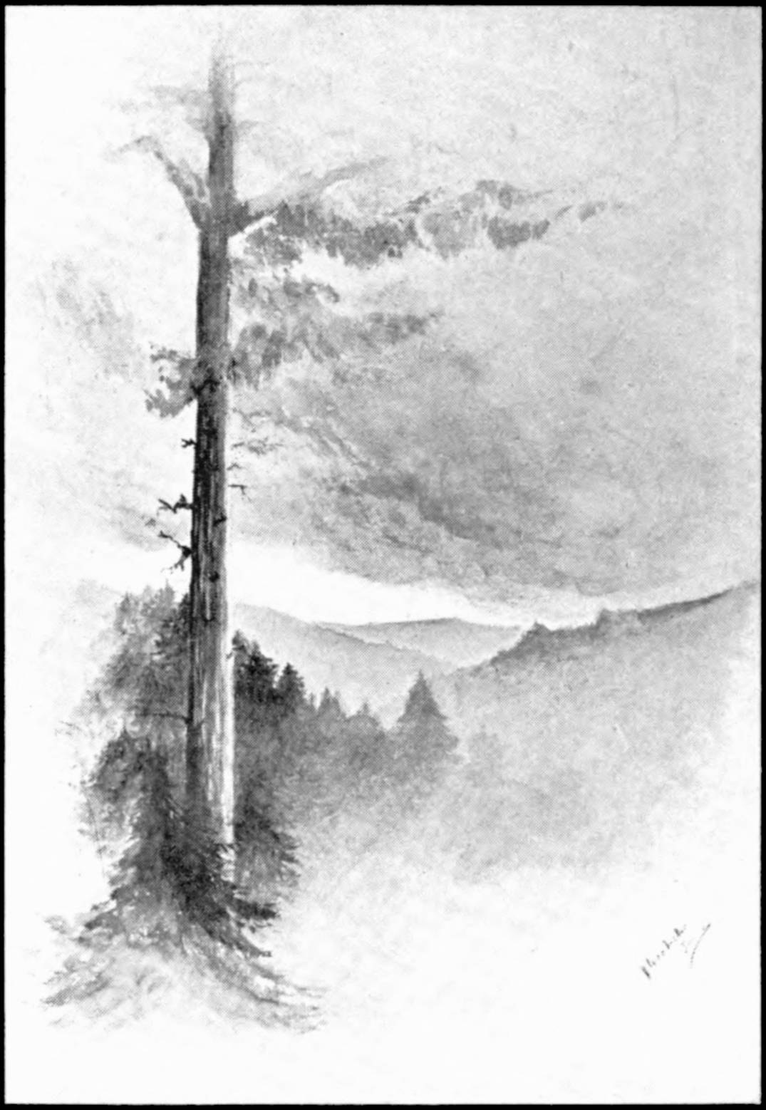 Sketch of a wooded landscape of evergreens on hills, with many clouds in the sky. A very tall evergreen is in the foreground on the left, towering over all of the smaller trees.