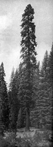 A photograph of a fir tree. The tree is very tall and narrow and it towers above the surrounding forest.