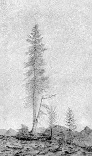A sketch of an isolated fir tree on flat ground. The tree is tall and narrow with fine branches and a crooked trunk. A small branch forks off near the base of the trunk and appears to be broken.
