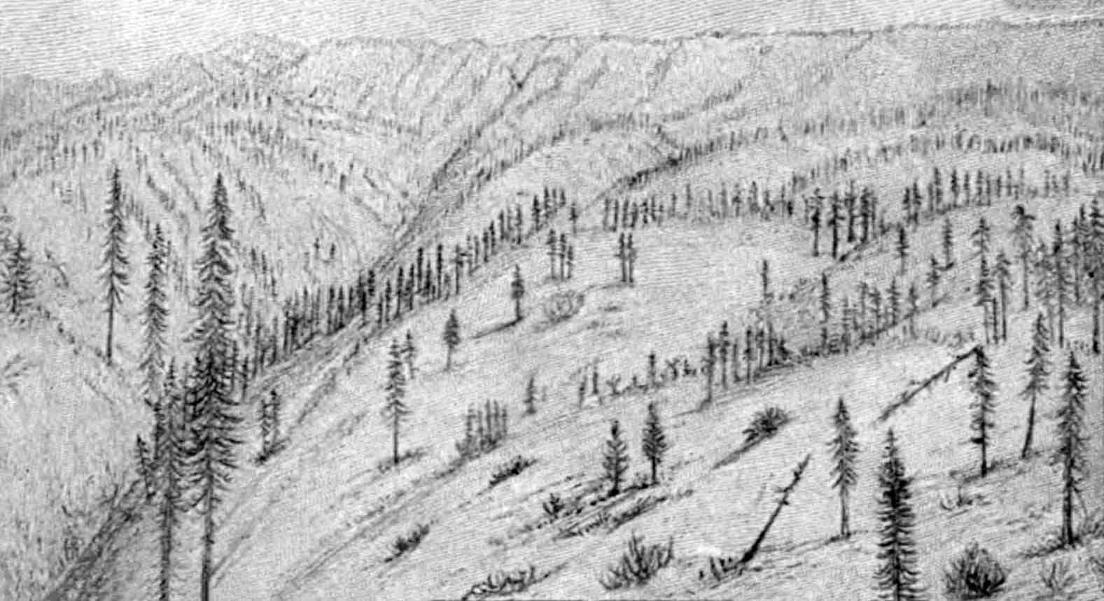 A drawing of a high mountain ridge that stretches across the horizon. In the foreground there are a few tall, thin fir trees.