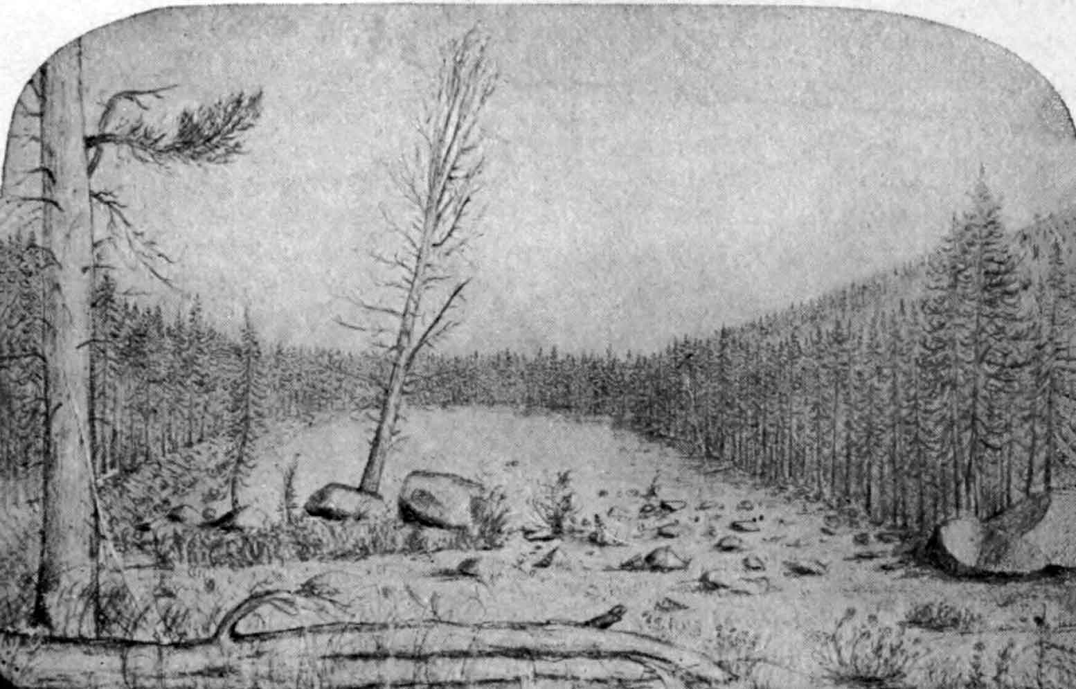 A sketch of an alpine meadow strewn with moraine boulders and surrounded by a thick forest of evergreens.