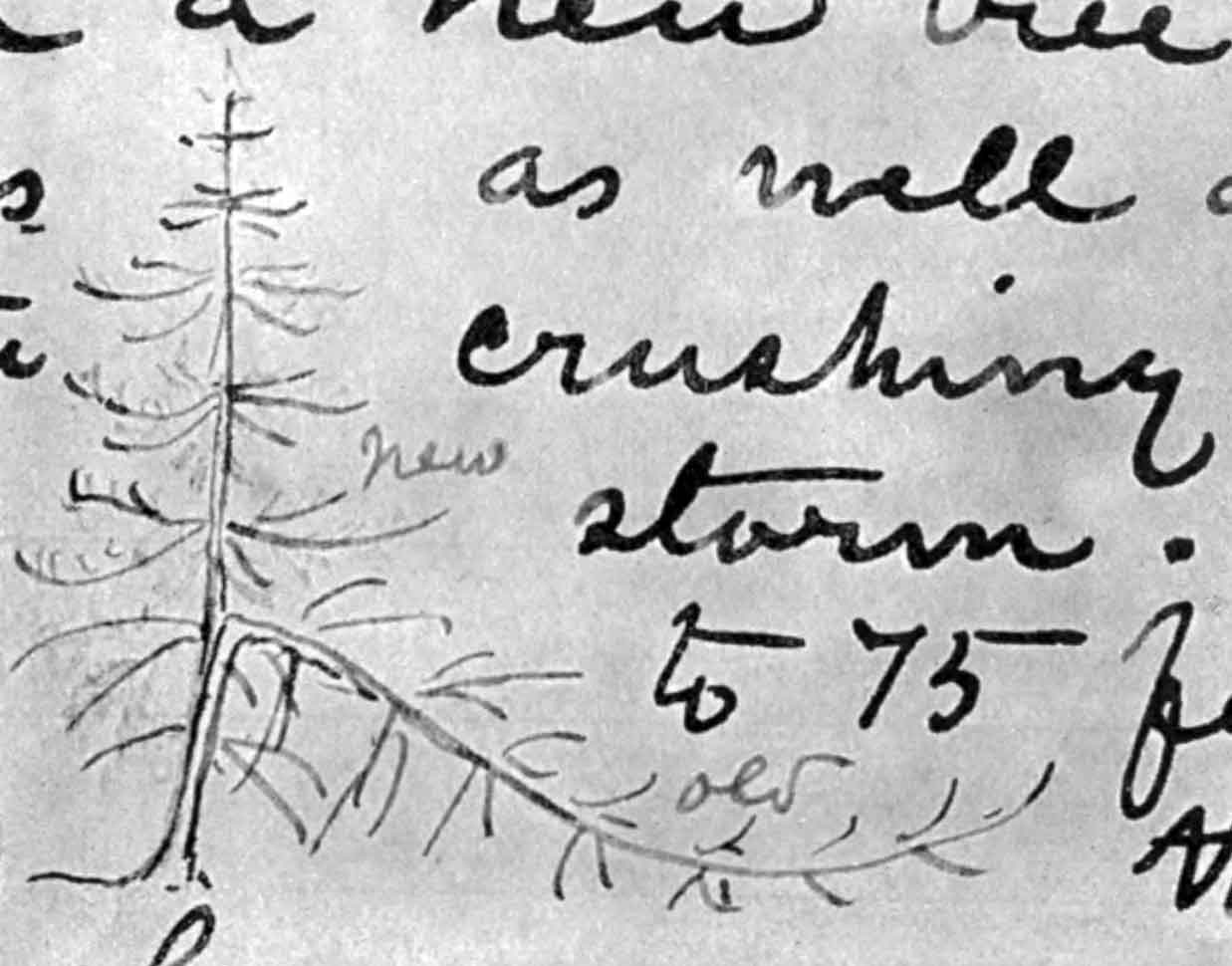 A sketch of a pine tree drawn in the margins of a handwritten journal. The sketch shows a vertical branch extending up from the main trunk. The main trunk is bent over as if it had been burried in heavy snowpack for some time.