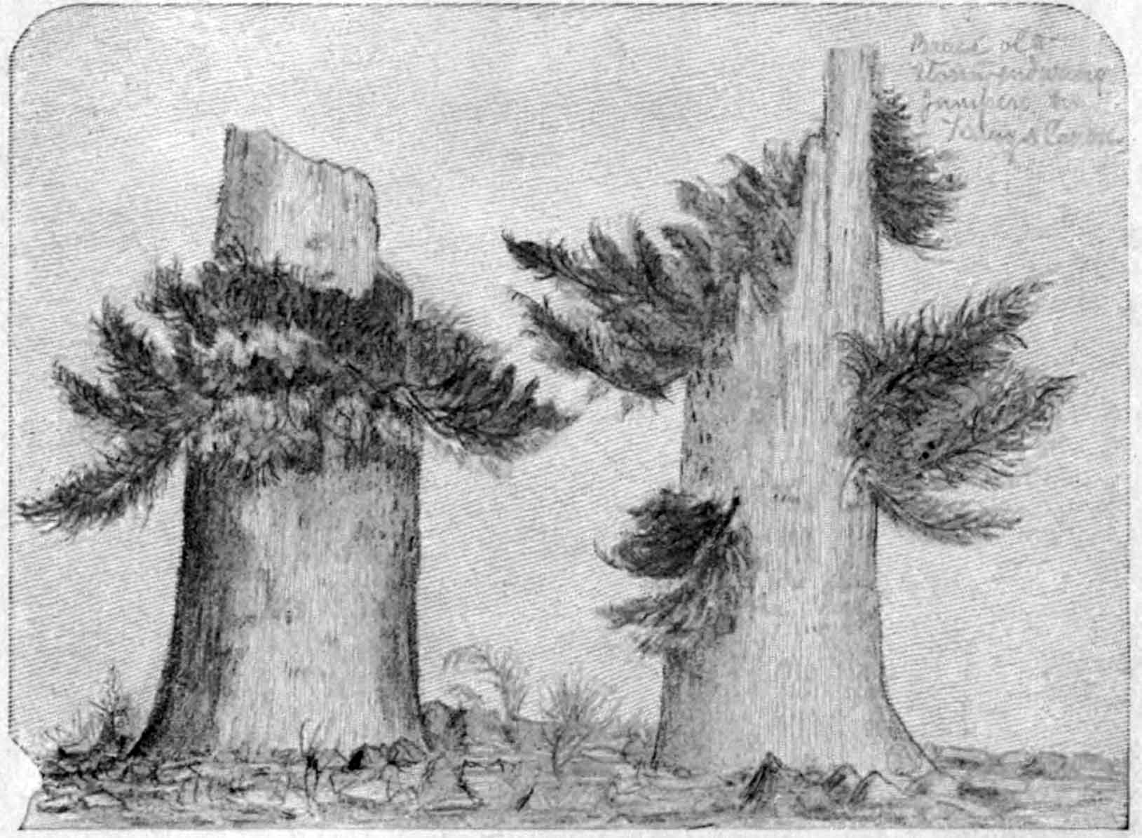A sketch of two juniper stumps with small branches growing from their trunks. The stumps appear to be old and broken but the branches that grow from them look healthy and lush.