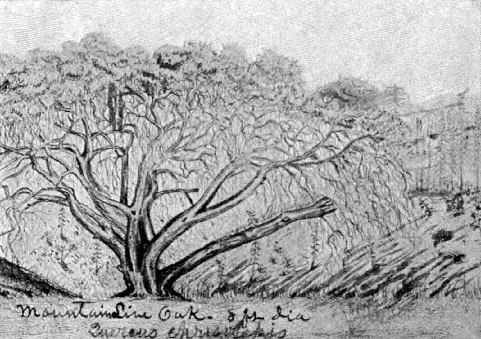 A drawing of a mountain live oak with a thick trunk and broad branches that stretch out to form a wide, open canopy.