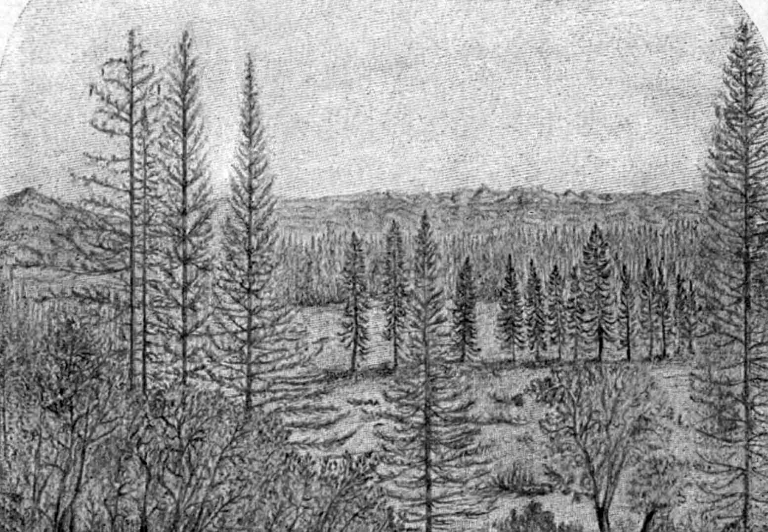 A sketch of a high-country forests and meadows with shrubs and trees in the foreground, dense forest in the distance and rolling mountaintops lining the horizon.