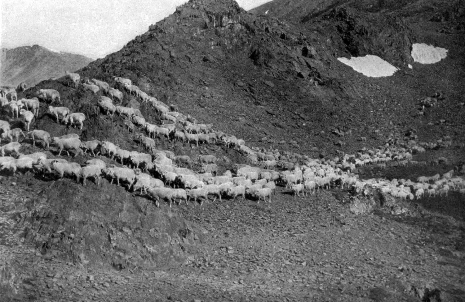 A historical photograph that shows a large flock of sheep traversing a rocky mountain slope. The terrain is covered with scree, talus, and patches of snow and there is no vegetation.