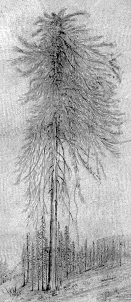 A sketch of a tall pine tree with long, wispy branches and a narrow trunk. There are trees and hills in the distance.