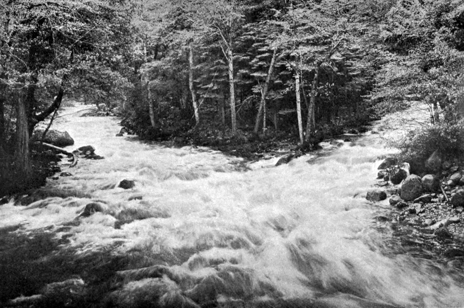 A photograph of a whitewater river rushing around either side of a small island of trees.
