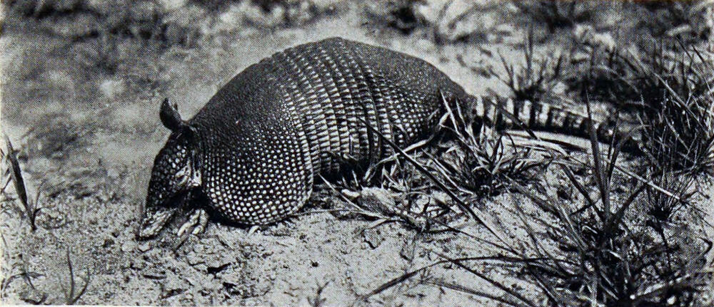 A photograph of a small, armored animal in a dry, brush area.