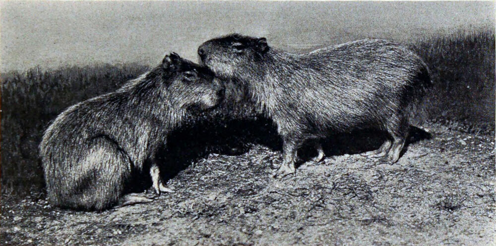 A photograph of two large rodents with their snouts nuzzling.