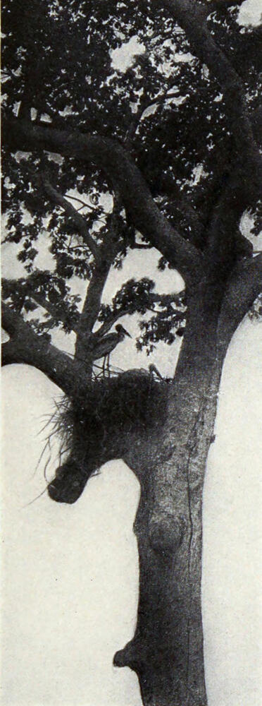 A photograph of a tall tree containing a bird’s nest resting where the trunk splits. A long-legged wading bird sits on the nest while another bird stands beside it.