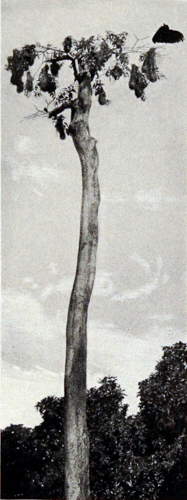 A photograph of a dead tree with branches only at the top. Several bird’s nests hang from the branches.