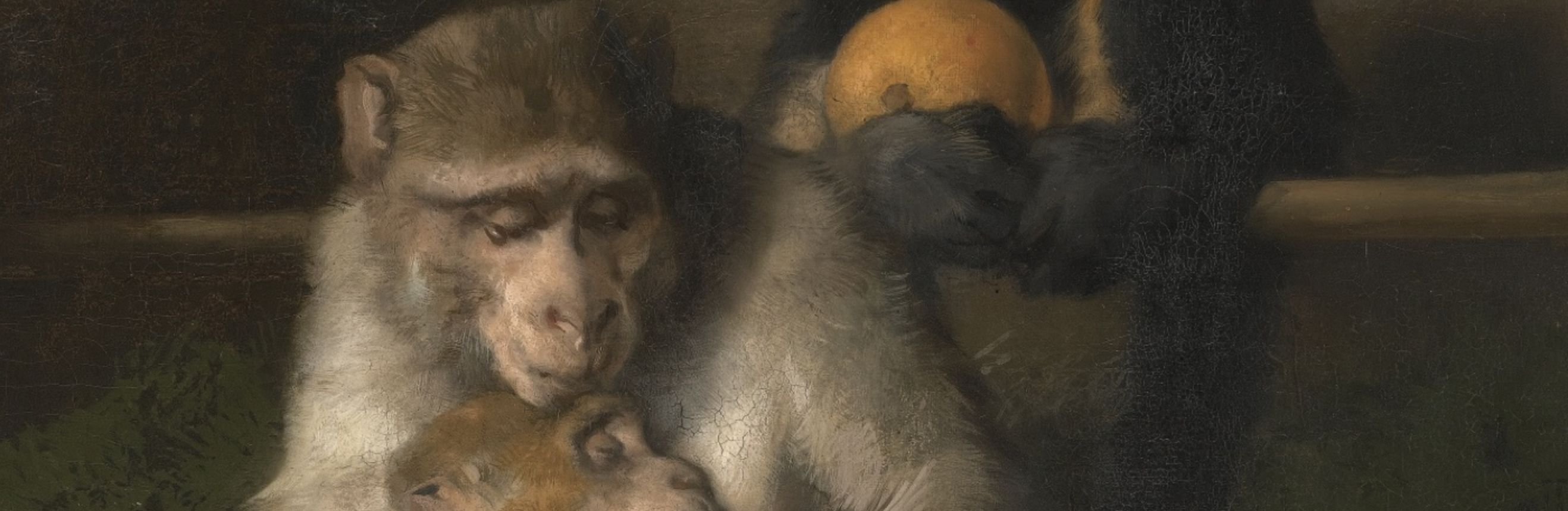 The cover for the Standard Ebooks edition of The Origin of Species, by Charles Darwin